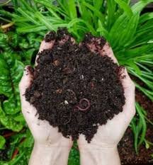 Organic Vermicompost